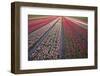 Tulip Flower Fields in Famous Lisse, Holland-Anna Miller-Framed Photographic Print