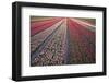 Tulip Flower Fields in Famous Lisse, Holland-Anna Miller-Framed Photographic Print