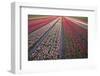 Tulip Flower Fields in Famous Lisse, Holland-Anna Miller-Framed Photographic Print