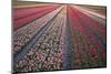 Tulip Flower Fields in Famous Lisse, Holland-Anna Miller-Mounted Photographic Print