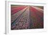 Tulip Flower Fields in Famous Lisse, Holland-Anna Miller-Framed Photographic Print