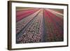 Tulip Flower Fields in Famous Lisse, Holland-Anna Miller-Framed Photographic Print