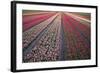 Tulip Flower Fields in Famous Lisse, Holland-Anna Miller-Framed Photographic Print