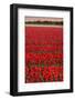 Tulip Flower Fields in Famous Lisse, Holland-Anna Miller-Framed Photographic Print