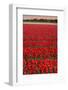 Tulip Flower Fields in Famous Lisse, Holland-Anna Miller-Framed Photographic Print