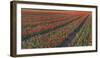 Tulip Flower Fields in Famous Lisse, Holland-Anna Miller-Framed Photographic Print