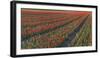 Tulip Flower Fields in Famous Lisse, Holland-Anna Miller-Framed Photographic Print