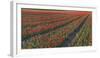 Tulip Flower Fields in Famous Lisse, Holland-Anna Miller-Framed Photographic Print