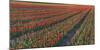 Tulip Flower Fields in Famous Lisse, Holland-Anna Miller-Mounted Photographic Print