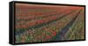 Tulip Flower Fields in Famous Lisse, Holland-Anna Miller-Framed Stretched Canvas