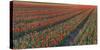 Tulip Flower Fields in Famous Lisse, Holland-Anna Miller-Stretched Canvas