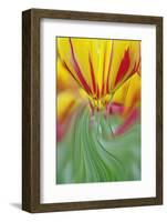 Tulip Flower, Keukenhof Gardens, Lisse, Netherlands, Holland-Adam Jones-Framed Photographic Print