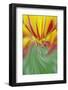 Tulip Flower, Keukenhof Gardens, Lisse, Netherlands, Holland-Adam Jones-Framed Photographic Print