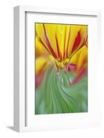 Tulip Flower, Keukenhof Gardens, Lisse, Netherlands, Holland-Adam Jones-Framed Photographic Print