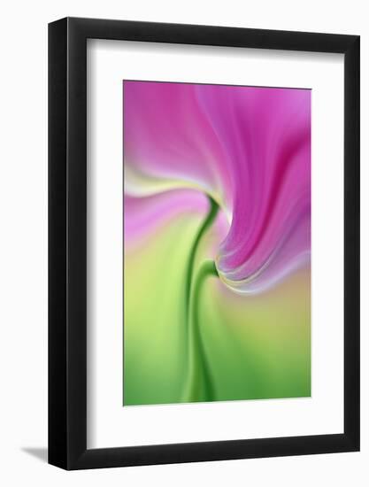 Tulip Flower, Keukenhof Gardens, Lisse, Netherlands, Holland-Adam Jones-Framed Photographic Print