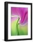 Tulip Flower, Keukenhof Gardens, Lisse, Netherlands, Holland-Adam Jones-Framed Photographic Print