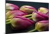 Tulip Flower - Macro Photo-Daniil Belyay-Mounted Photographic Print