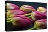 Tulip Flower - Macro Photo-Daniil Belyay-Stretched Canvas