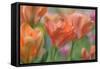 Tulip Flower Orange Wings-Cora Niele-Framed Stretched Canvas