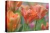 Tulip Flower Orange Wings-Cora Niele-Stretched Canvas