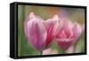 Tulip Flower Pink Mirella-Cora Niele-Framed Stretched Canvas