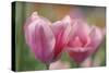 Tulip Flower Pink Mirella-Cora Niele-Stretched Canvas