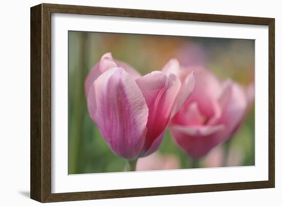 Tulip Flower Pink Mirella-Cora Niele-Framed Photographic Print