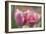 Tulip Flower Pink Mirella-Cora Niele-Framed Photographic Print