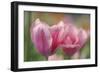 Tulip Flower Pink Mirella-Cora Niele-Framed Photographic Print