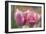 Tulip Flower Pink Mirella-Cora Niele-Framed Photographic Print