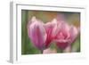 Tulip Flower Pink Mirella-Cora Niele-Framed Photographic Print