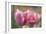 Tulip Flower Pink Mirella-Cora Niele-Framed Photographic Print