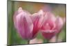 Tulip Flower Pink Mirella-Cora Niele-Mounted Photographic Print