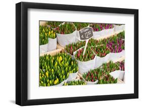 Tulip Flowers from Holland for Sale , Amsterdam Floral Market.-neirfy-Framed Photographic Print