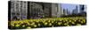 Tulip Flowers in a Park with Buildings in the Background, Grant Park, South Michigan Avenue, Chi...-null-Stretched Canvas