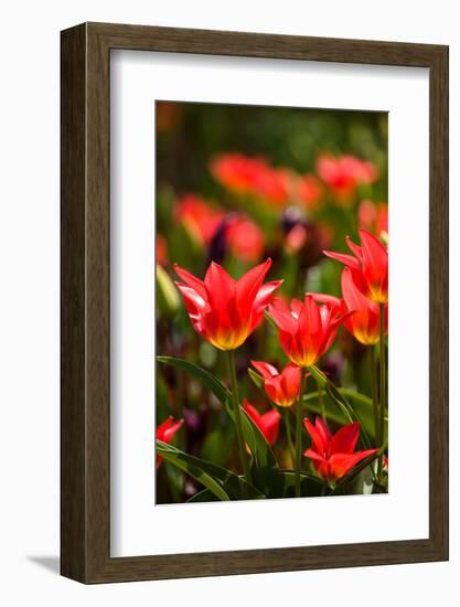 Tulip flowers in bloom, Niagara Falls, Canada-null-Framed Photographic Print
