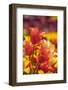 Tulip Flowers in Red and Yellow-Richard T. Nowitz-Framed Photographic Print