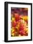 Tulip Flowers in Red and Yellow-Richard T. Nowitz-Framed Photographic Print