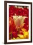 Tulip Flowers in Red and Yellow-Richard T. Nowitz-Framed Photographic Print