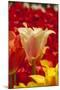 Tulip Flowers in Red and Yellow-Richard T. Nowitz-Mounted Photographic Print