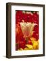 Tulip Flowers in Red and Yellow-Richard T. Nowitz-Framed Photographic Print