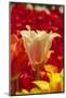 Tulip Flowers in Red and Yellow-Richard T. Nowitz-Mounted Photographic Print
