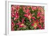 Tulip Flowers in Red and Yellow-Richard T. Nowitz-Framed Photographic Print