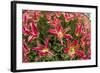 Tulip Flowers in Red and Yellow-Richard T. Nowitz-Framed Photographic Print