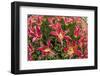 Tulip Flowers in Red and Yellow-Richard T. Nowitz-Framed Photographic Print