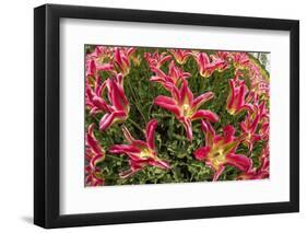 Tulip Flowers in Red and Yellow-Richard T. Nowitz-Framed Photographic Print