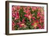 Tulip Flowers in Red and Yellow-Richard T. Nowitz-Framed Photographic Print