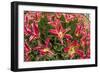 Tulip Flowers in Red and Yellow-Richard T. Nowitz-Framed Photographic Print