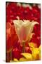 Tulip Flowers in Red and Yellow-Richard T. Nowitz-Stretched Canvas