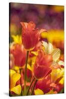 Tulip Flowers in Red and Yellow-Richard T. Nowitz-Stretched Canvas